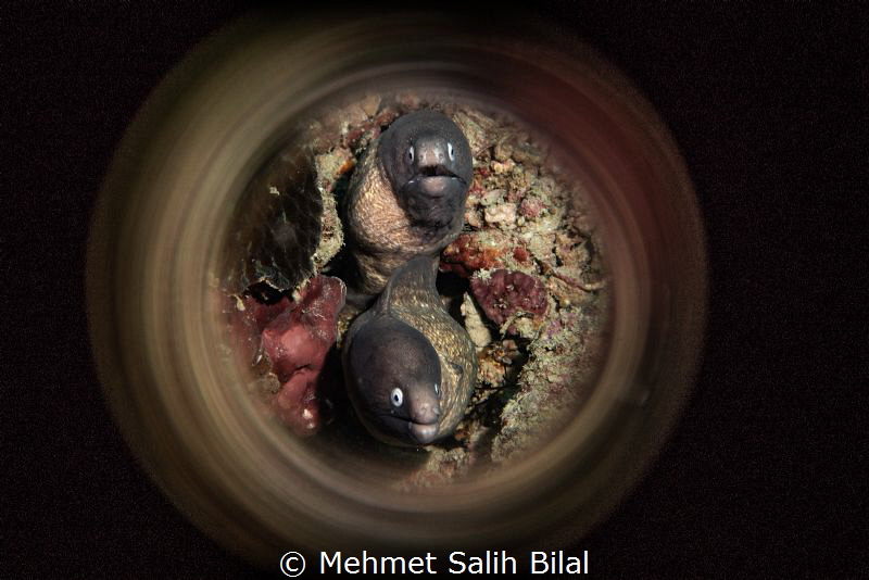 Double moray eel. by Mehmet Salih Bilal 