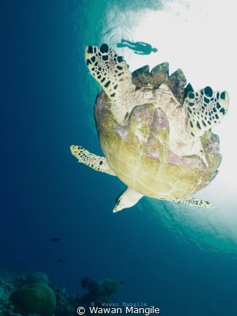 Snorkling with Sea Turtle by Wawan Mangile 