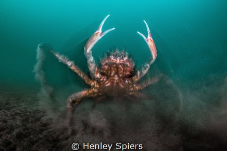 Spider Crab Attack by Henley Spiers 