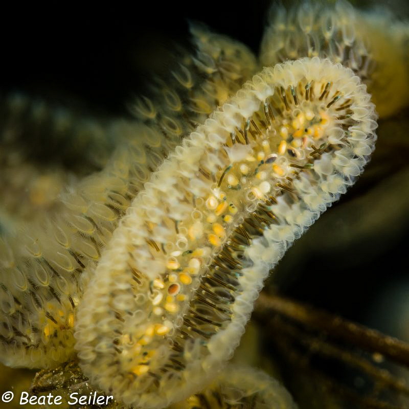 Moostierchen , Bryozoa by Beate Seiler 
