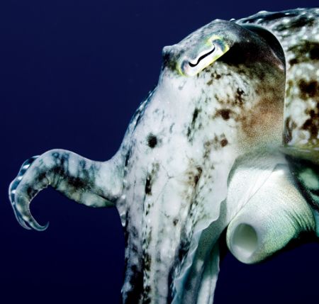 Cuttlefish, Indonesia, 2005. Nikkor 60mm.
(sorry, not ma... by Chris Wildblood 