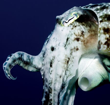 Cuttlefish, Indonesia, 2005. Nikkor 60mm.
(sorry, not ma... by Chris Wildblood 