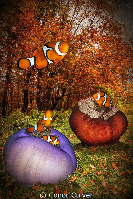"Anemones In the Fall" part of my Underwater Surrealism b... by Conor Culver 