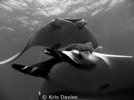 Two pacific giant Manta Rays came in for an extreme close... by Kris Davies 
