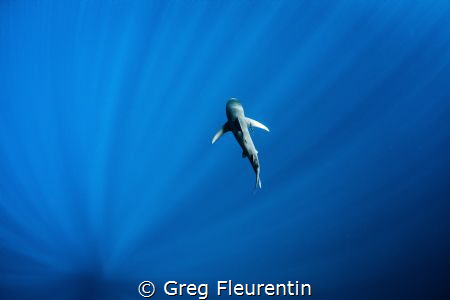 Oceanic white tip shark in the big blue by Greg Fleurentin 