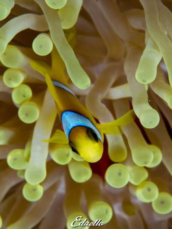 Anemone fish, nemo Red sea by Eduard Bello 