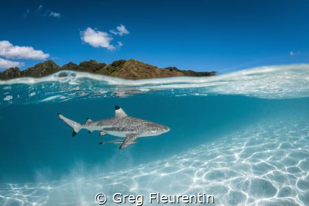 Black tip shark and the lagoon of Moorea by Greg Fleurentin 