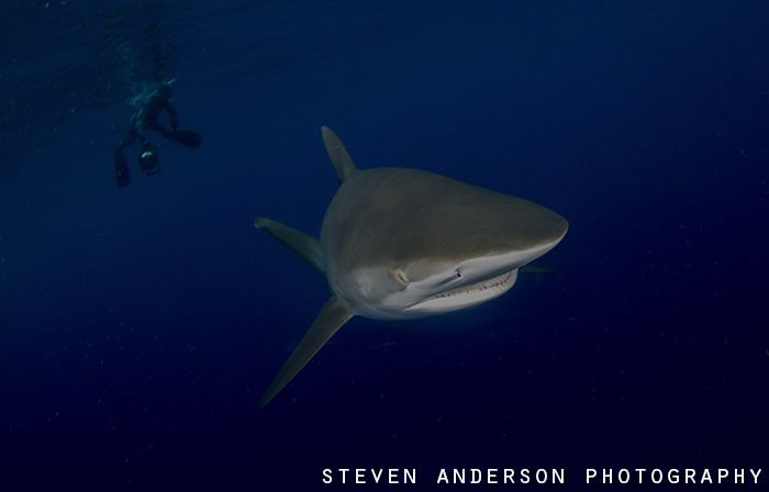 Silky Shark encounter off Jupiter Fl during a drift dive ... by Steven Anderson 
