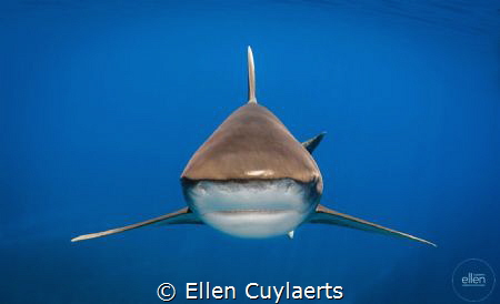 Stealth!
Oceanic white tip, Cat Island by Ellen Cuylaerts 