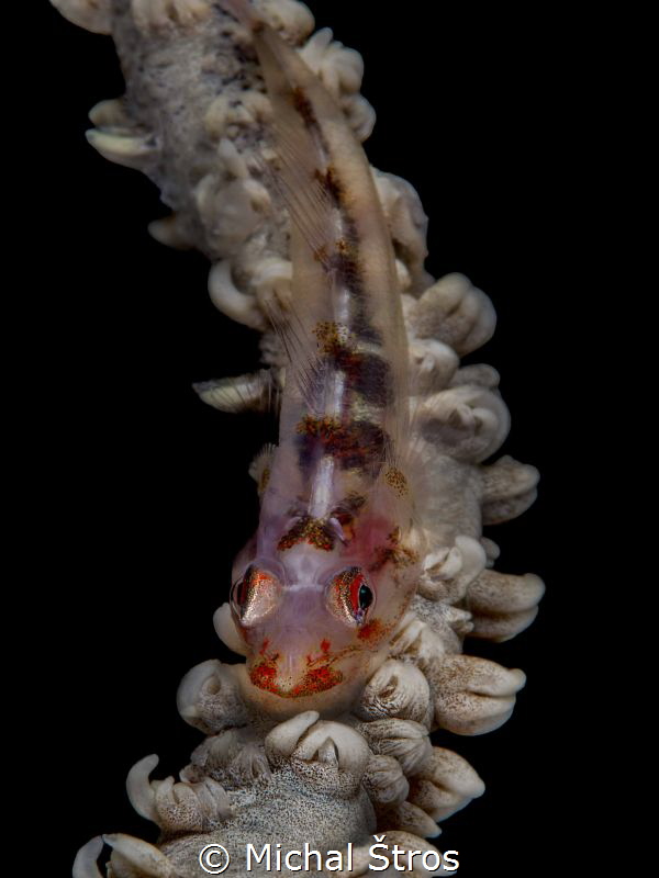 Whip Coral Goby by Michal Štros 