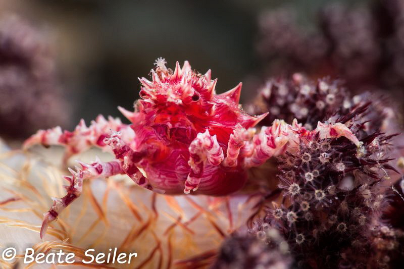 Candy Crab [Hoplophrys oatesi] by Beate Seiler 
