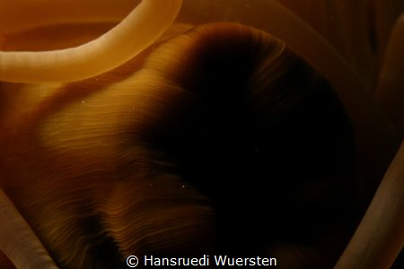 Sea Anemone Mouth by Hansruedi Wuersten 