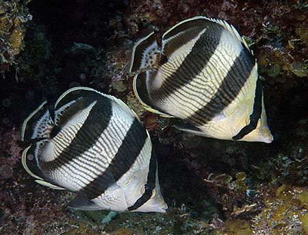 Banded Butterflyfish. Nikon D70 with 60mm lens. by Jim Chambers 