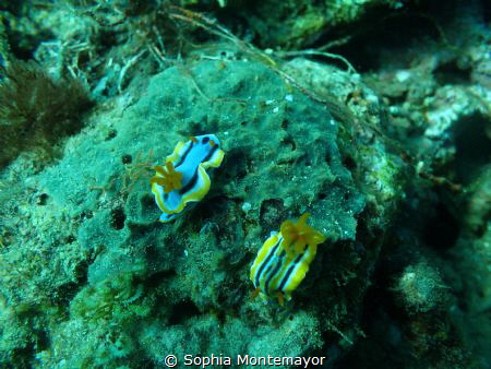 It was my second dive... I saw a nudibranch as I was abou... by Sophia Montemayor 