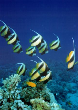 Bannerfish taken in the deep south of the red sea by David Thompson 