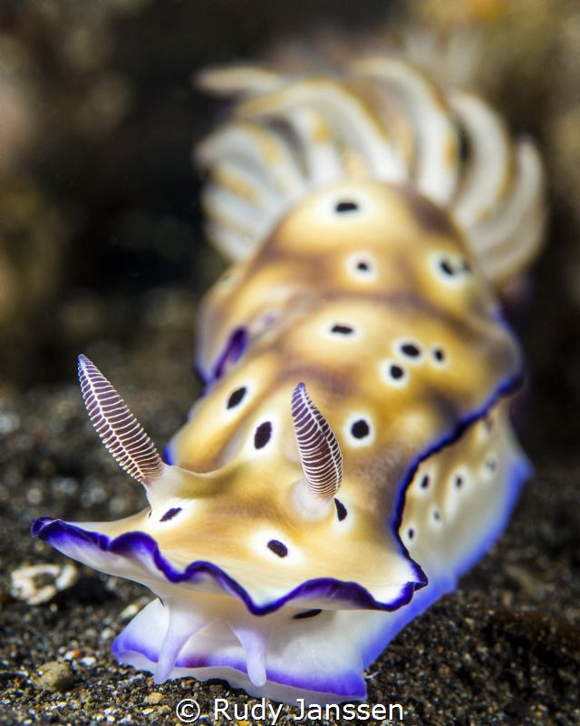 Hypselodoris TRION'S RISBECIA named chanched in Hypselodo... by Rudy Janssen 