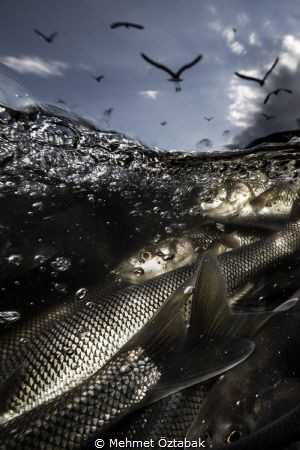 The incredible journey of pearl mullet fishes living in t... by Mehmet Öztabak 