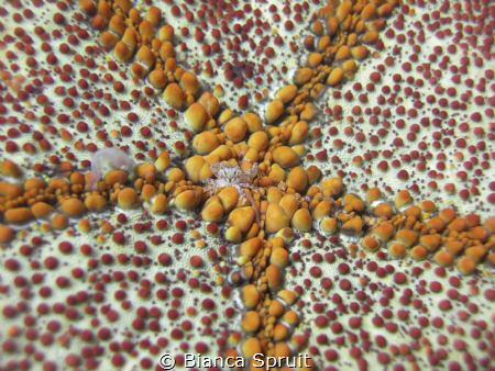 Tiny crab living living underneath a nodosus starfish. by Bianca Spruit 