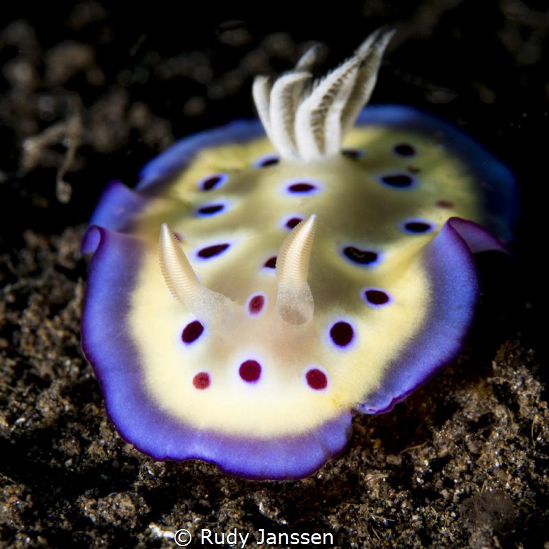 Nudibranch Mantle Kune's Chromodoris by Rudy Janssen 