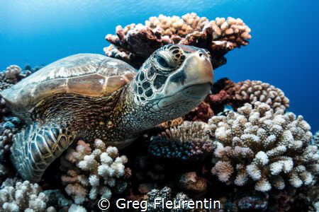 Green turtle resting on the reef by Greg Fleurentin 