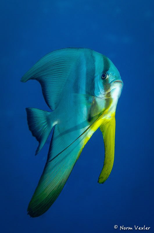 Friendly Spadefish by Norm Vexler 