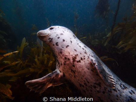 This seal came torpedoing straight at us while on a dive.... by Shana Middleton 