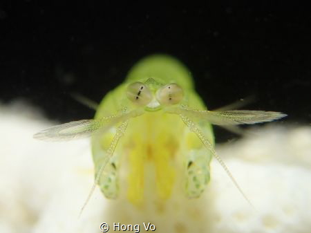 The mantis shrimp has three pseudopupils per eye and sees... by Hong Vo 