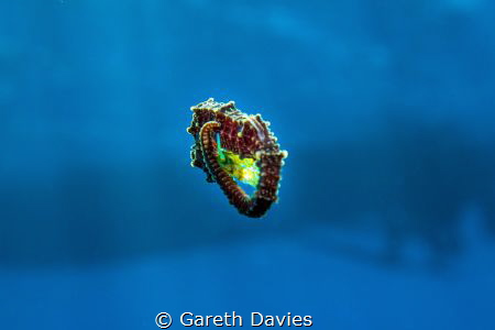 Seahorse curling itself around a juvenile Filefish which ... by Gareth Davies 