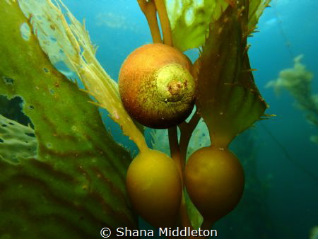 Snail among kelp off the Channel Islands by Shana Middleton 
