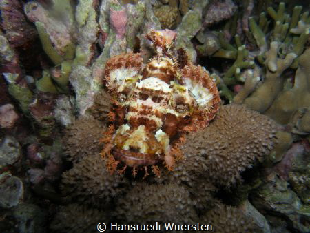 Scorpionfish by Nightdive on House Reef Cebu Fun Divers by Hansruedi Wuersten 