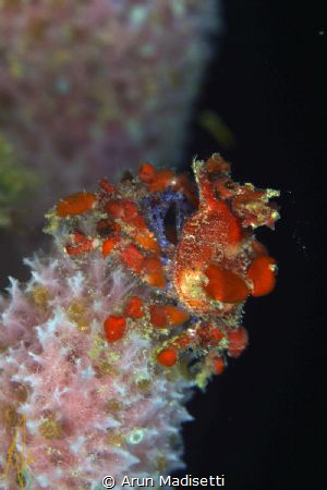 Cryptic teardrop crab on iridescent vase sponge by Arun Madisetti 