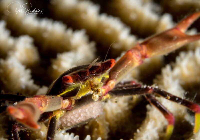 Black Coral Crab with eggs by Patricia Sinclair 