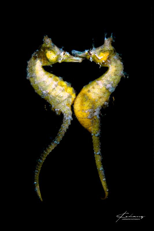 seahorse mating by Jinggong Zhang 