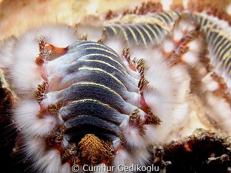Hermodice carunculata
Fire worms by Cumhur Gedikoglu 