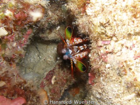 Mantis Shrimp at Tongo Point by Hansruedi Wuersten 