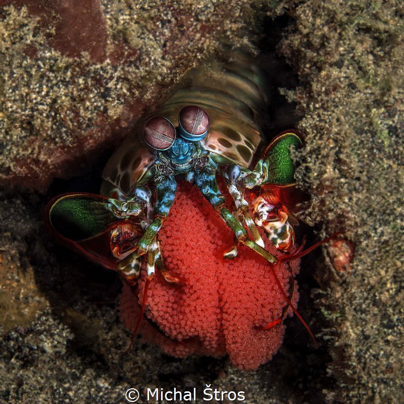 Peacock Mantis Shrimp with eggs by Michal Štros 