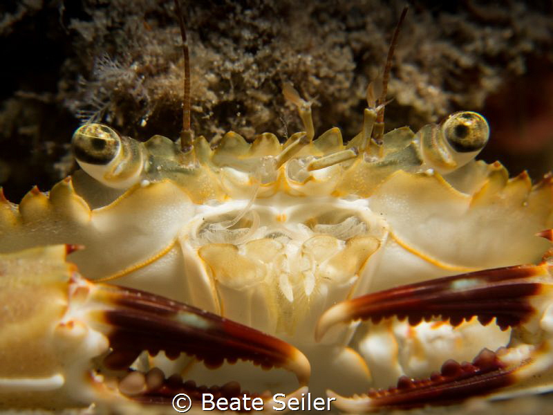 Crab so close by Beate Seiler 