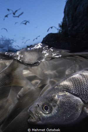 
3.The incredible journey of pearl mullet fishes living ... by Mehmet Öztabak 