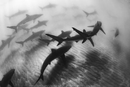 Rare sightings of schools of Silky Sharks in the bay of L... by Nick Polanszky 
