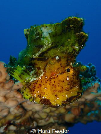 How is this Yellow leaf fish not falling off the coral? by Mara Feodor 