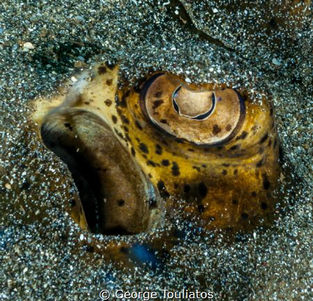 Eye in the Sand!!! by George Touliatos 