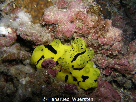 Aegires minor (Banana nudibranch)
8-15 m depth, lenght u... by Hansruedi Wuersten 