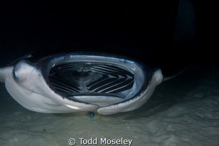 Manta feeding, night dive Maldives by Todd Moseley 