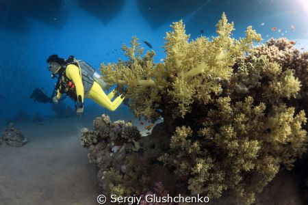 Yellow diver in the Red Sea. by Sergiy Glushchenko 