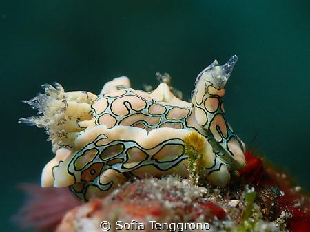 Sagaminopteron psychedelicum sea slug by Sofia Tenggrono 