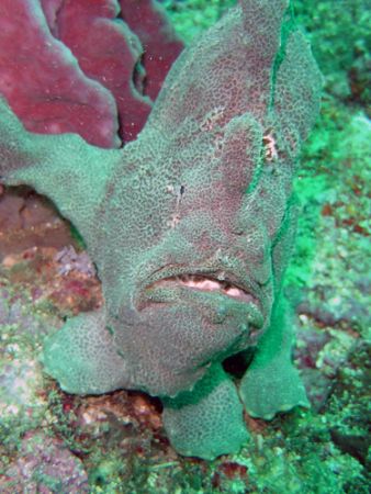 Frog fish and sponge, in natural light impossible to tell... by David Thompson 