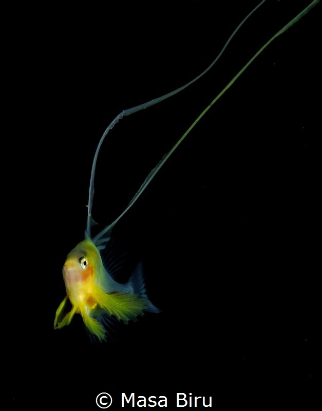 Yellow fish by Masa Biru 