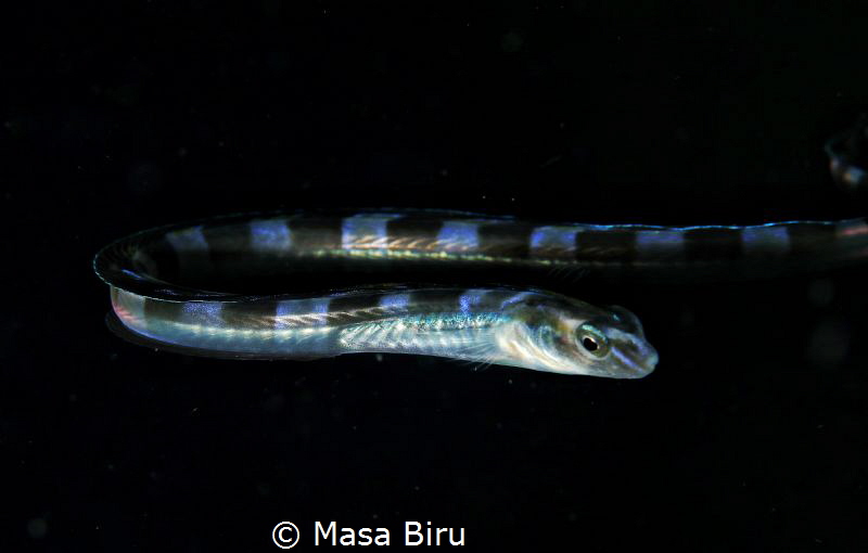 Snake-likefish by Masa Biru 