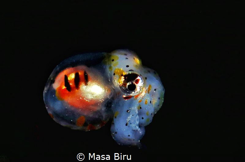 Infant octopus by Masa Biru 