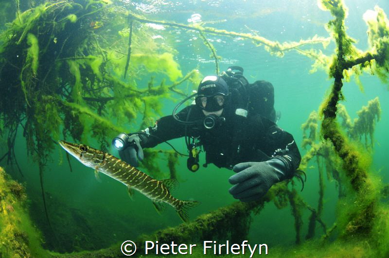 Diver with pike in the pond of Ekeren/Belgium by Pieter Firlefyn 